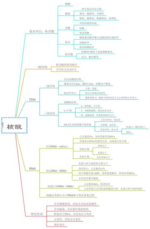 核酸的思维导图，核心逻辑是什么？-图2