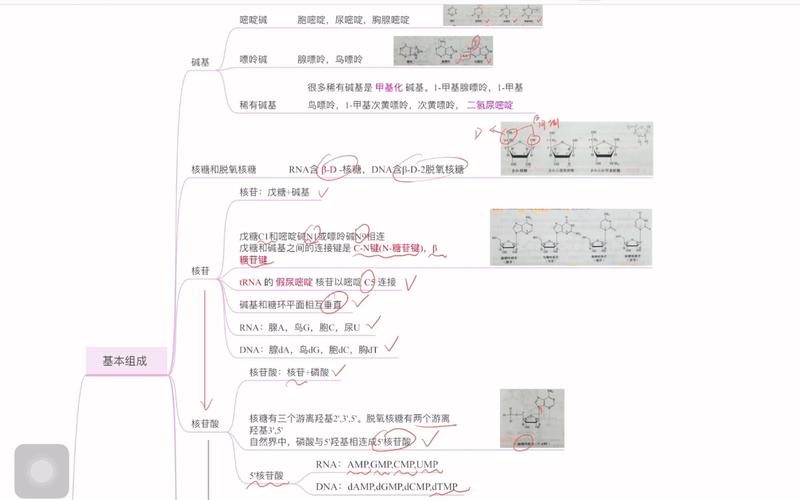 核酸的思维导图，核心逻辑是什么？-图3