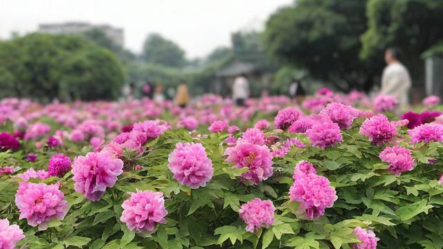 成都心田花开教育靠谱吗?真实评价与体验分享-第1张图片-益智教育网 成都心田花开教育靠谱吗?真实评价与体验分享-第1张图片-益智教育网