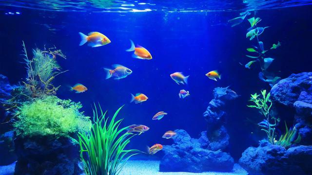 水族馆英语怎么说-第1张图片-益智教育网