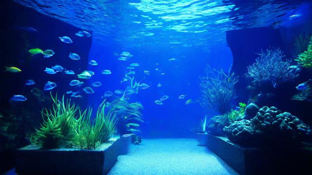 水族馆英语怎么说-第2张图片-益智教育网