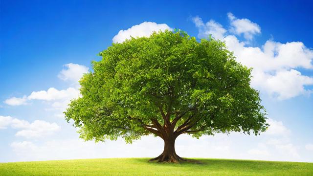树在英文中应该如何表达?-第2张图片-益智教育网 树在英文中应该如何表达?-第2张图片-益智教育网