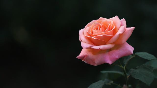 怎么样形容月季花的词语-第2张图片-益智教育网 怎么样形容月季花的词语-第2张图片-益智教育网