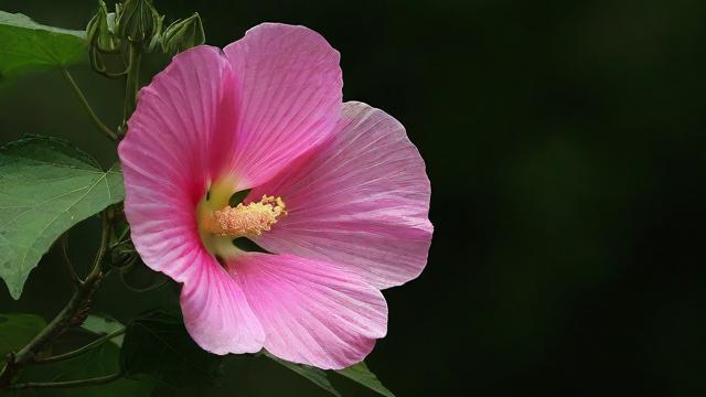 湘一芙蓉中学教学质量如何?家长评价与升学率分析 - 家长帮jzb.com-第1张图片-益智教育网 湘一芙蓉中学教学质量如何?家长评价与升学率分析 - 家长帮jzb.com-第1张图片-益智教育网