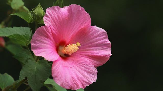 湘一芙蓉怎么样 jzb.com-第2张图片-益智教育网 湘一芙蓉怎么样 jzb.com-第2张图片-益智教育网