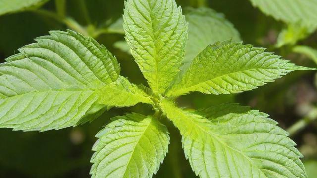 国外植物学研究生-第1张图片-益智教育网 国外植物学研究生-第1张图片-益智教育网